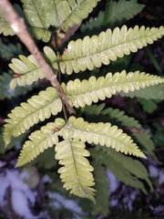 Pteris oshimensis