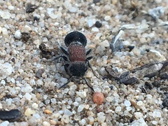 Mimecomutilla renominanda