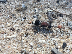 Mimecomutilla renominanda