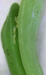 Cryptoneossa triangula