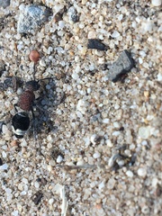 Mimecomutilla renominanda