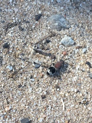 Mimecomutilla renominanda