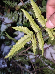 Pteris oshimensis