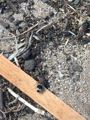 Mimecomutilla renominanda