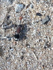 Mimecomutilla renominanda