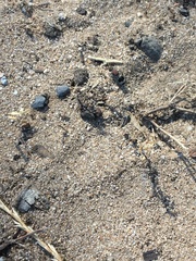 Mimecomutilla renominanda