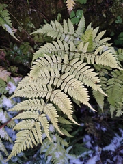 Dryopteris sparsa
