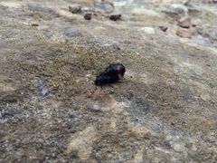 Astylus aulicus