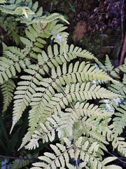 Dryopteris sparsa