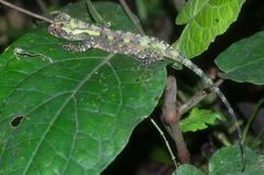 Enyalioides oshaughnessyi