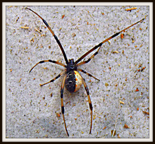 Brown Widow, santa ana, california, photo 6 of 10