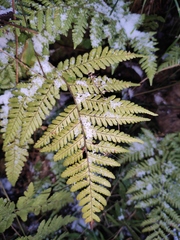 Dryopteris sparsa