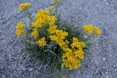 Petradoria pumila