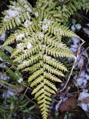 Dryopteris sparsa