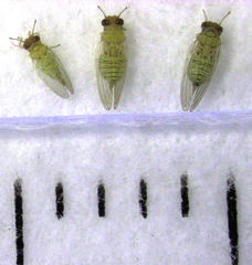 Cryptoneossa triangula