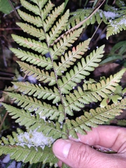 Dryopteris sparsa