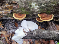 Pleurotus floridanus