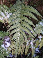 Dryopteris varia