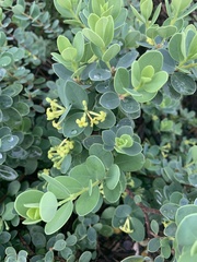 Wikstroemia uva-ursi