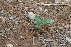 Trifolium gymnocarpon
