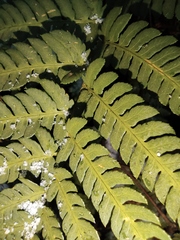 Dryopteris varia