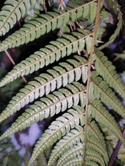 Dryopteris varia