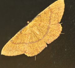 Eumelea rosalia