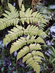 Dryopteris sparsa