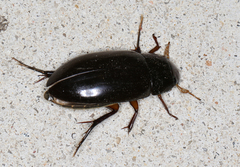 Hydrophilus latipalpus