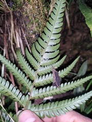 Dryopteris varia