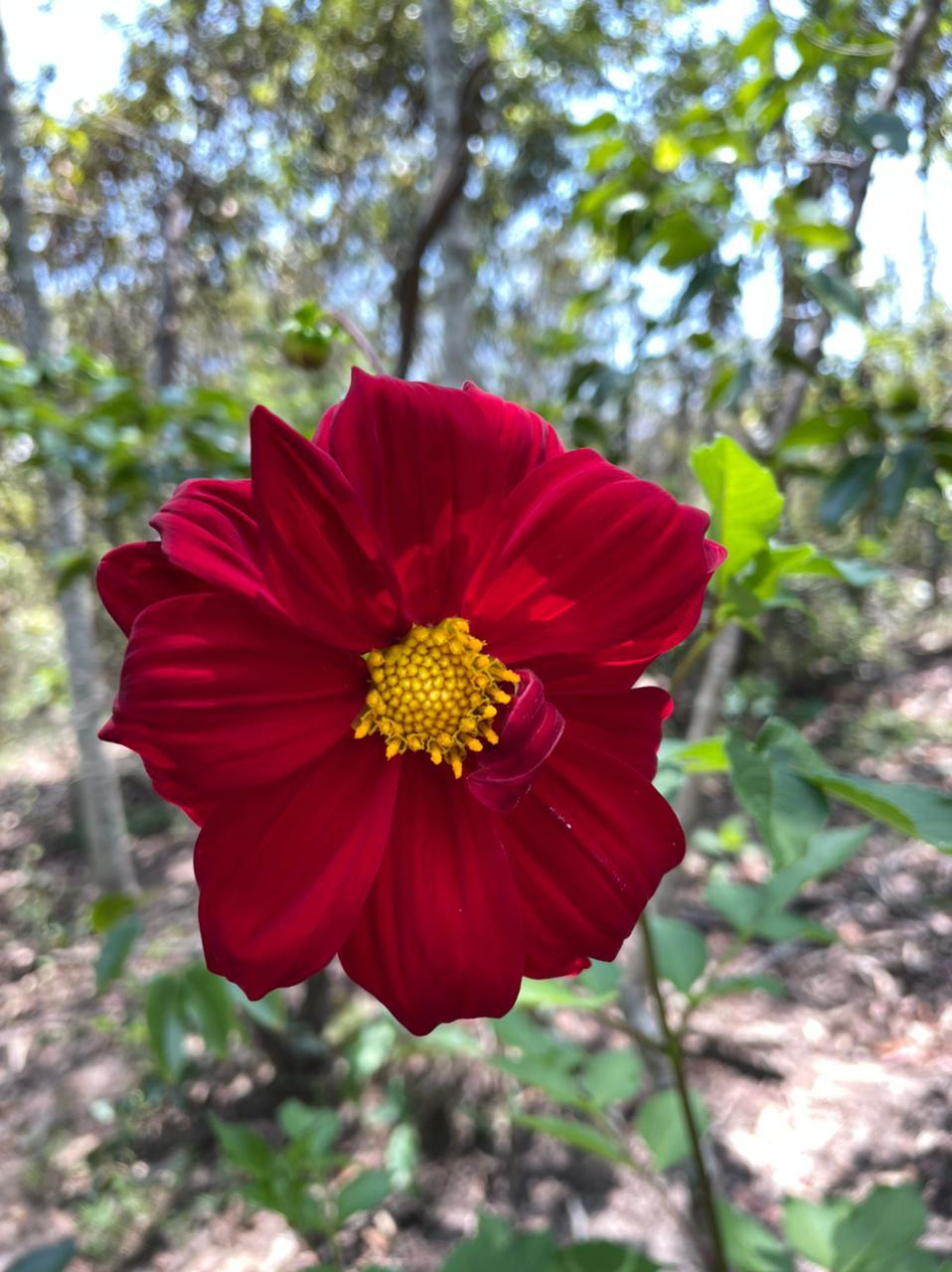 Dahlia pinnata