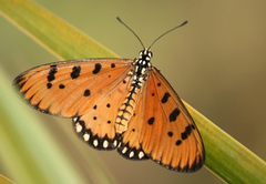 Acraea terpsicore