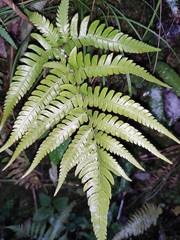 Dryopteris varia