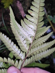 Dryopteris varia