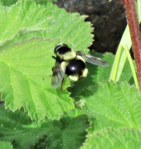 Yellow-faced Swiftwing photo 3