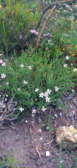 Jamesbrittenia aspalathoides
