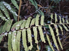 Microlepia marginata