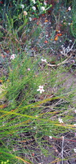 Jamesbrittenia aspalathoides