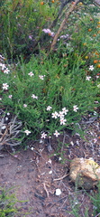 Jamesbrittenia aspalathoides