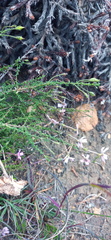 Jamesbrittenia aspalathoides