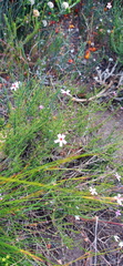 Jamesbrittenia aspalathoides