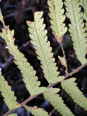 Microlepia marginata