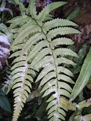 Microlepia marginata