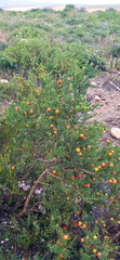 Muraltia spinosa