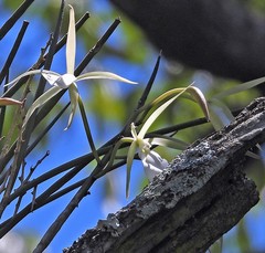 Brassavola tuberculata