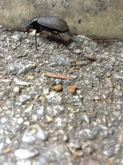 Carabus brandti