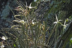 Brassavola tuberculata