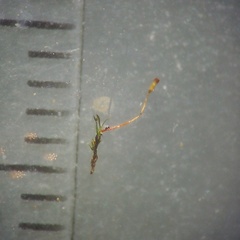 Fissidens gracilifolius