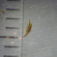 Fissidens gracilifolius