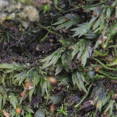 Fissidens gracilifolius